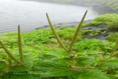 Ceropegia sahyadrica